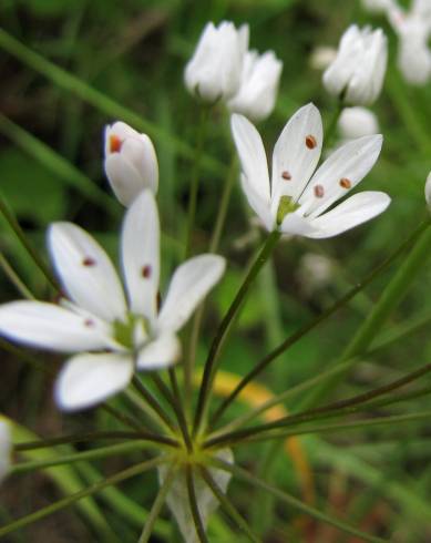 Fotografia de capa Allium neapolitanum - do Jardim Botânico