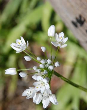 Fotografia 3 da espécie Allium neapolitanum no Jardim Botânico UTAD