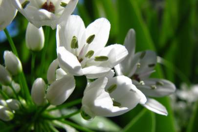 Fotografia da espécie Allium neapolitanum