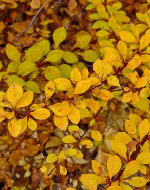 Fotografia 1 da espécie Berberis thunbergii var. atropurpurea no Jardim Botânico UTAD