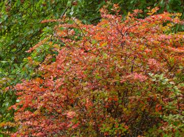 Fotografia da espécie Berberis thunbergii var. atropurpurea