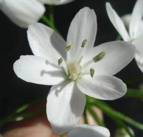 Fotografia da espécie Allium neapolitanum