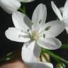 Fotografia 5 da espécie Allium neapolitanum do Jardim Botânico UTAD