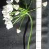 Fotografia 7 da espécie Allium neapolitanum do Jardim Botânico UTAD