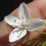 Fotografia 10 da espécie Allium neapolitanum do Jardim Botânico UTAD