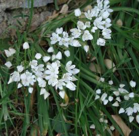 Fotografia da espécie Allium neapolitanum