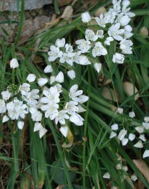 Fotografia 11 da espécie Allium neapolitanum no Jardim Botânico UTAD