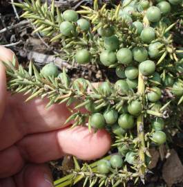 Fotografia da espécie Asparagus aphyllus