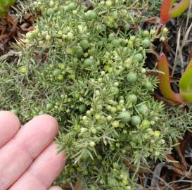 Fotografia da espécie Asparagus aphyllus