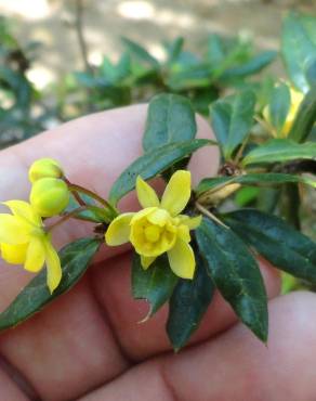 Fotografia 6 da espécie Berberis darwinii no Jardim Botânico UTAD