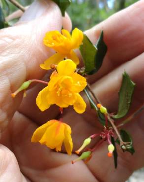 Fotografia 9 da espécie Berberis darwinii no Jardim Botânico UTAD