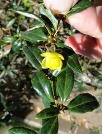 Fotografia da espécie Berberis darwinii