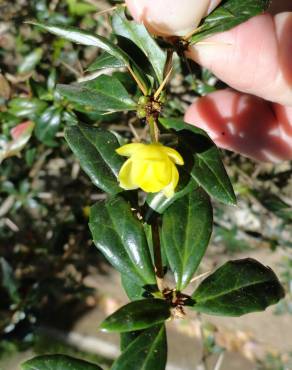 Fotografia 10 da espécie Berberis darwinii no Jardim Botânico UTAD