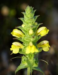 Bartsia trixago