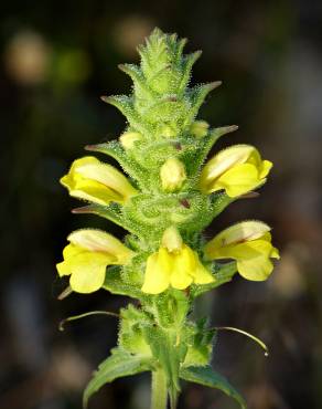 Fotografia 1 da espécie Bartsia trixago no Jardim Botânico UTAD