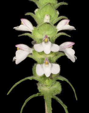 Fotografia 5 da espécie Bartsia trixago no Jardim Botânico UTAD