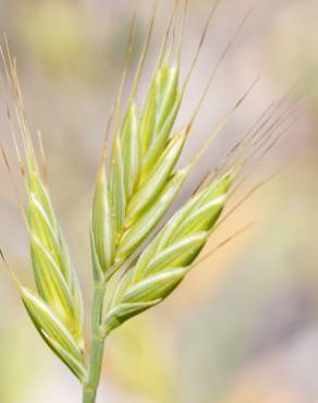 Fotografia 6 da espécie Brachypodium distachyon no Jardim Botânico UTAD