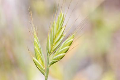 Fotografia da espécie Brachypodium distachyon