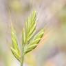 Fotografia 6 da espécie Brachypodium distachyon do Jardim Botânico UTAD