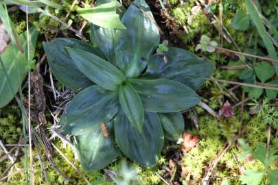 Fotografia da espécie Spiranthes spiralis