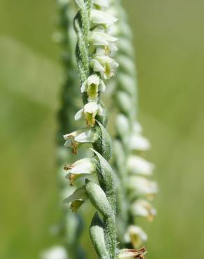 Fotografia 3 da espécie Spiranthes spiralis no Jardim Botânico UTAD