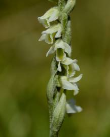 Fotografia da espécie Spiranthes spiralis