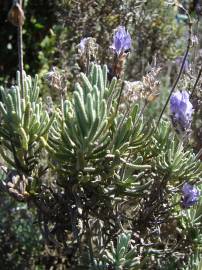 Fotografia da espécie Lavandula dentata