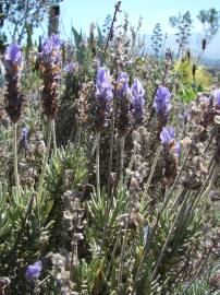 Fotografia da espécie Lavandula dentata