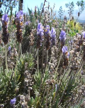 Fotografia 8 da espécie Lavandula dentata no Jardim Botânico UTAD