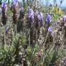 Fotografia 8 da espécie Lavandula dentata do Jardim Botânico UTAD