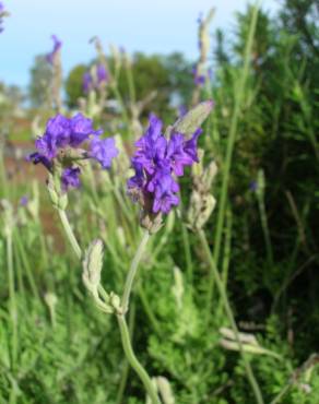 Fotografia 5 da espécie Lavandula multifida no Jardim Botânico UTAD