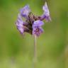 Fotografia 7 da espécie Lavandula multifida do Jardim Botânico UTAD