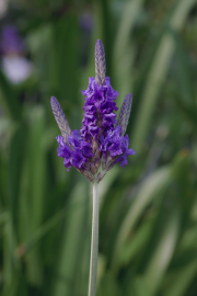 Fotografia da espécie Lavandula multifida