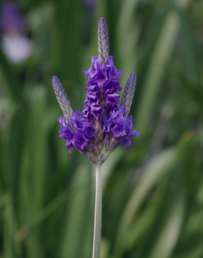 Fotografia 8 da espécie Lavandula multifida no Jardim Botânico UTAD