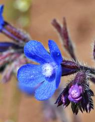 Anchusa azurea