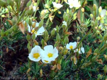 Fotografia da espécie Halimium umbellatum subesp. viscosum