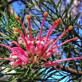 Fotografia da espécie Grevillea juniperina