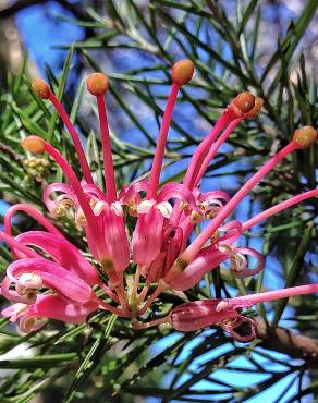 Fotografia 5 da espécie Grevillea juniperina no Jardim Botânico UTAD