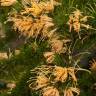 Fotografia 6 da espécie Grevillea juniperina do Jardim Botânico UTAD