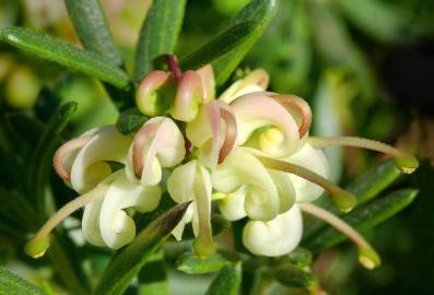 Fotografia da espécie Grevillea lanigera