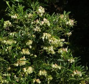 Fotografia da espécie Grevillea lanigera