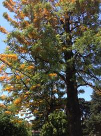 Fotografia da espécie Grevillea robusta