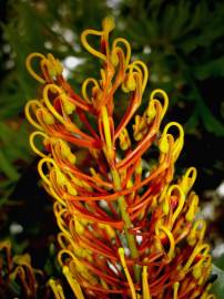 Fotografia da espécie Grevillea robusta