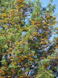 Fotografia da espécie Grevillea robusta