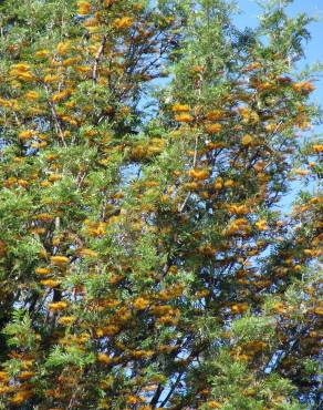 Fotografia 11 da espécie Grevillea robusta no Jardim Botânico UTAD