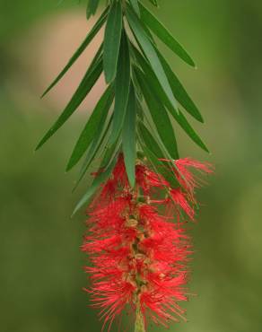 Fotografia 4 da espécie Callistemon citrinus no Jardim Botânico UTAD