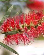 Fotografia da espécie Callistemon citrinus