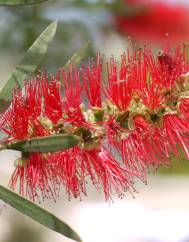 Callistemon citrinus