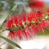 Fotografia 1 da espécie Callistemon citrinus do Jardim Botânico UTAD