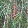 Fotografia 5 da espécie Callistemon citrinus do Jardim Botânico UTAD